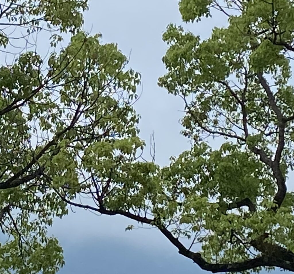 雨上がり