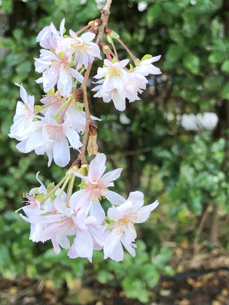 Wings of the autumn cherry tree