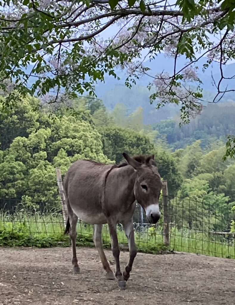 栴檀の木の下で