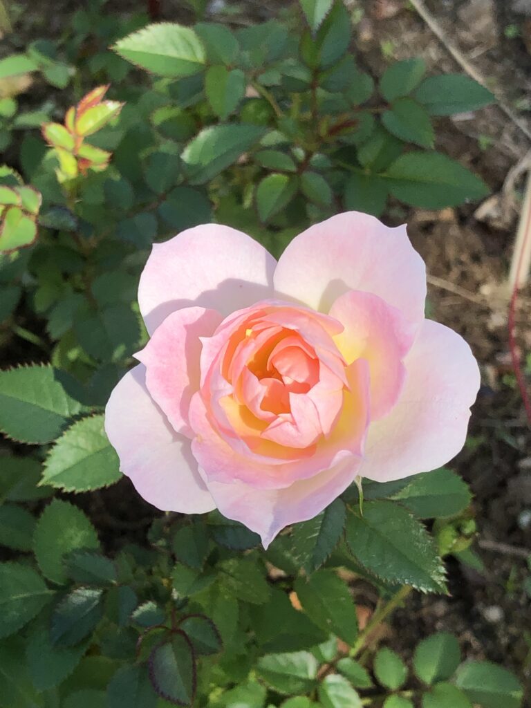 みはらスマイルハート2025.12グリーフプログラム